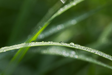 水滴のついた葉　エコイメージ