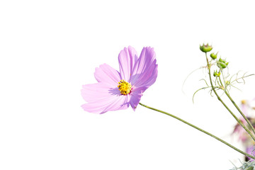 Pink cosmos flower isolated on white background.