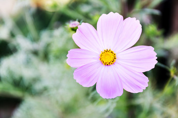 Obraz premium cosmos flowers in the garden