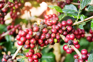 Coffee beans on tree, Thailand