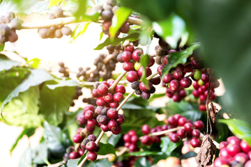 Coffee beans on tree, Thailand