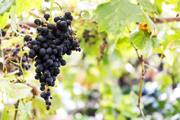 Fototapeta premium Red grapes in the vineyard