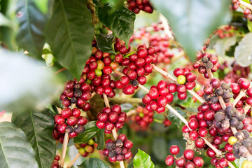 Coffee beans on tree, Thailand