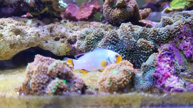 Captive-Bred Extreme Snow Onyx Clownfish - (Amphriprion ocellaris x Amphriprion percula)