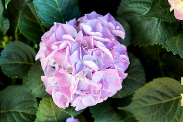 Obraz premium Pink Hydrangea flower