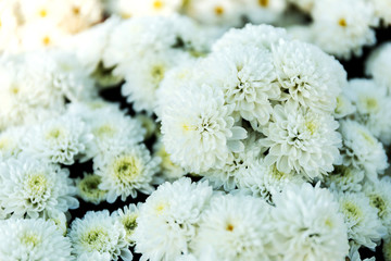 Beautiful of White Garden Dahlia flower
