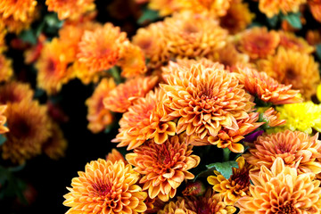 Beautiful of Orange Garden Dahlia flower