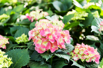 Pink Hydrangea flower