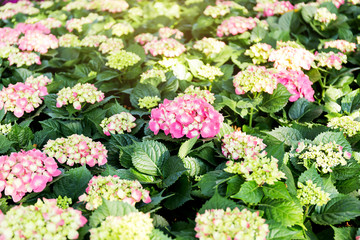 Pink Hydrangea flower