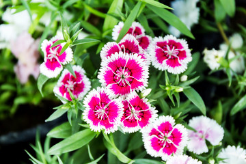 Dianthus flower (Dianthus chinensis) blooming in garden