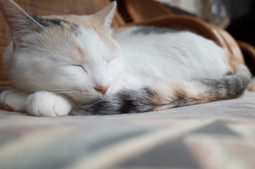 猫