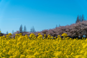 菜の花と桜の風景