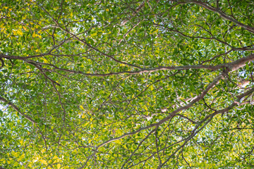 Obraz premium Branches and leaves