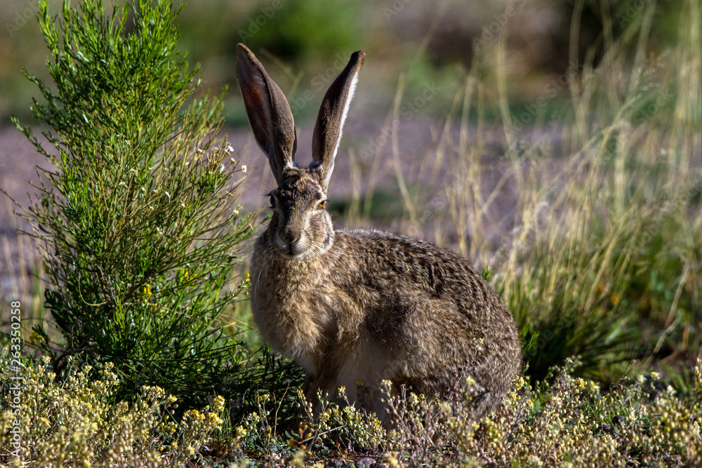 Poster black-tailed jackrabbit in spring in southern arizona