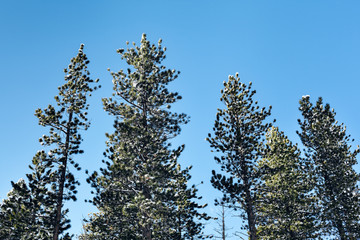 Pine trees against a blue sky background in winter, nature in southern Nevada