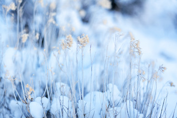 Obraz premium Winter background in white and blue, natural pattern for design