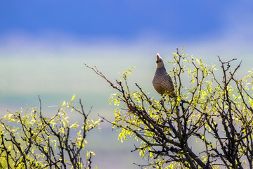 Scaled Quail in spring, backlit at dawn