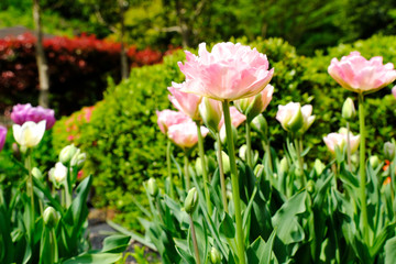 pink tulips in garden