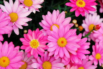 gerbera flower garden