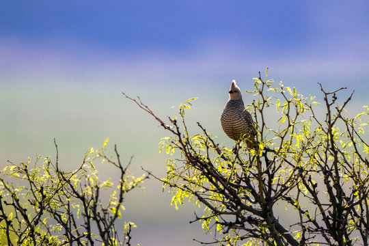 Scaled Quail in spring, backlit at dawn