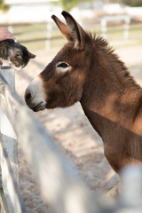 Fototapeta premium Donkey at Ranch