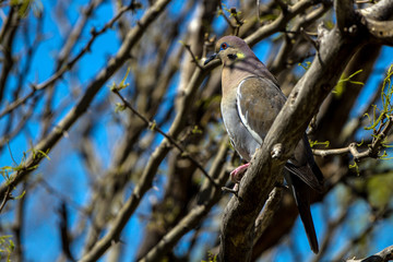 White-winged Dove in spring