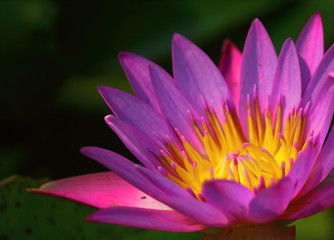 close up beautiful single blooming purple lotus