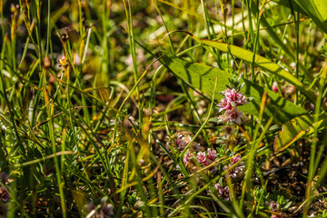 Marsh grass at the shoreline of coastal Nova Scotia.