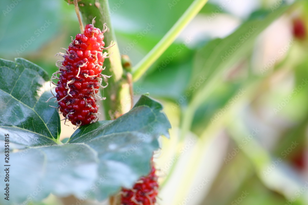 Wall mural mulberry fruit and mulberry leaf on the branch