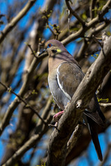 White-winged Dove in spring
