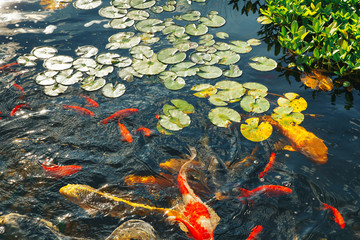 Colorful decorative fish float in an artificial pond