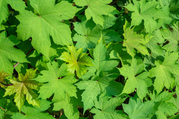 Fresh green leaf for background and copy space, wallpaper