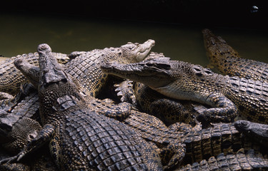 krokodile