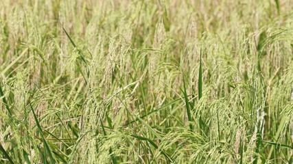 Rice plant in the field