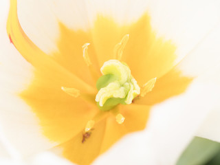 Fototapeta na wymiar チューリップの花