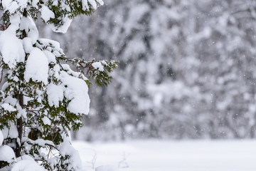 The tree has covered with heavy snow in winter season at Lapland, Finland.