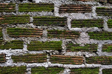 moss on dirty brick on wall for background.