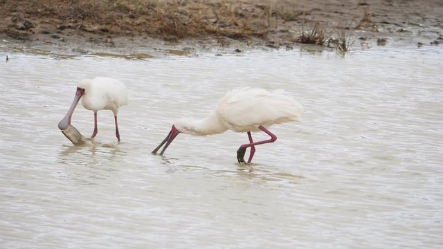 a 180p slow motion shot of african spoonbill trying to catch a fish at ngorongoro crater in tanzania