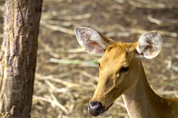 deer in the forest