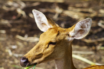 Big deer,brown feathers