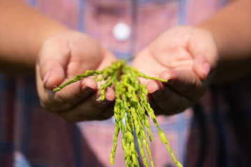 farmer hand holding rice at sunny day. soft focus.