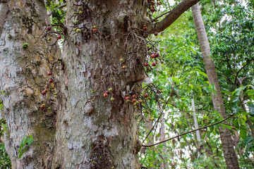 Squirrel climbing trees