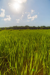 Rice fields asian stuff of life the staple food in a Country side rural scene with blue sky and green plants 