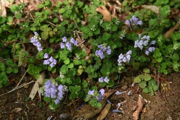 Skullcap flowers (Scutellaria indica)