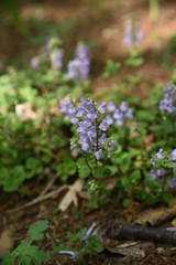 Skullcap flowers (Scutellaria indica)