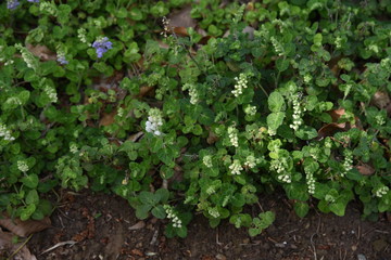 Skullcap flowers (Scutellaria indica)