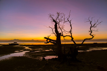 dead standing mangrove tree in low tide with a boat in background on a sunset dusk evening, an artistic surrealistic photography