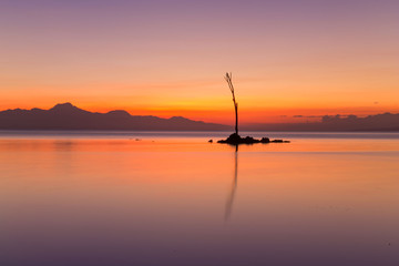 dead brach as a shallow water sign in the sea in low tide , an artistic silhouette in sunset