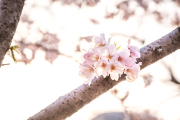 Cherry Blossom