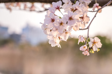 Cherry Blossom or Sakura flower on nature background in a spring day.